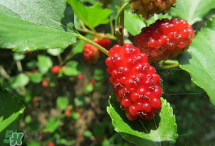 桑葚變紅了可以吃嗎？桑葚發(fā)紅可以吃嗎？