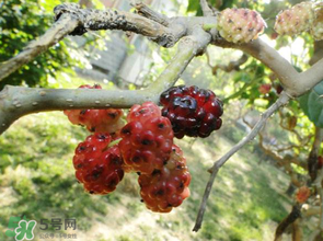 桑葚長毛了還能吃嗎？桑葚長白毛還能吃嗎？