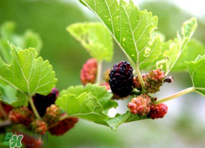 桑葚長毛了還能吃嗎？桑葚長白毛還能吃嗎？