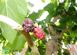 桑葚長毛了還能吃嗎？桑葚長白毛還能吃嗎？