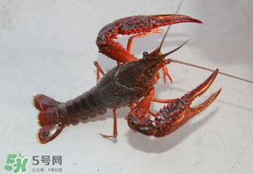 四月份能釣龍蝦嗎？4月份能釣龍蝦嗎？