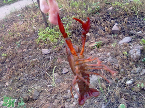 四月份能釣龍蝦嗎？4月份能釣龍蝦嗎？