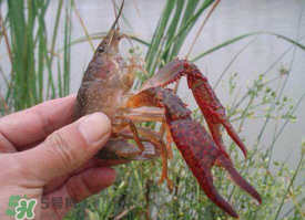 四月份能釣龍蝦嗎？4月份能釣龍蝦嗎？