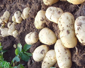 四月份可以種土豆嗎？4月份可以種土豆嗎？