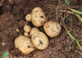 四月份可以種土豆嗎？4月份可以種土豆嗎？