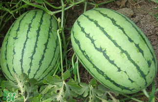 西瓜多少錢一斤？西瓜多少錢一斤2017？