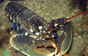 龍蝦多少錢一斤？龍蝦多少錢一斤2017？