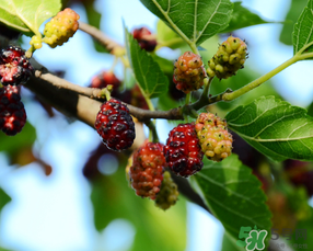 桑葚一天吃多少最好？桑葚一天吃多少合適？
