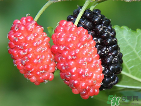 桑葚一天吃多少最好？桑葚一天吃多少合適？