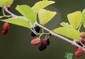 桑葚沒熟酸怎么辦？桑葚沒熟可以吃嗎？