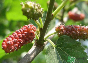 桑葚沒熟酸怎么辦？桑葚沒熟可以吃嗎？