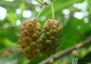 桑葚沒熟酸怎么辦？桑葚沒熟可以吃嗎？