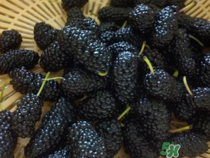 吃桑葚會(huì)拉黑便嗎？吃桑葚大便黑色怎么回事？