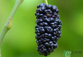 桑葚甜嗎？桑葚為什么不甜？