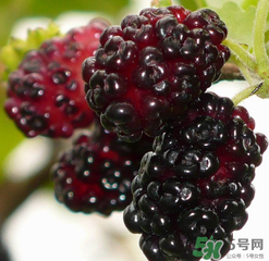 桑葚不甜怎么辦？桑葚不甜怎么變甜？