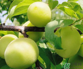 青梅什么時候成熟？青梅幾月份成熟？