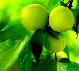 青梅什么時候成熟？青梅幾月份成熟？