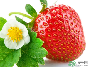 草莓為什么那么大？草莓很大是有什么原因？