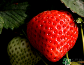 草莓為什么不甜？草莓不甜怎么辦？