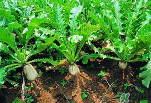 四月份可以種蘿卜嗎？4月份可以種蘿卜嗎？