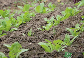 四月份可以種蘿卜嗎？4月份可以種蘿卜嗎？