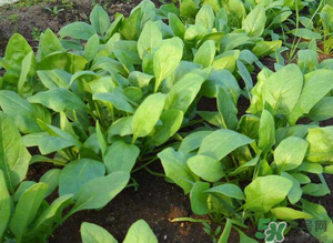 4月份可以種菠菜嗎？菠菜幾月份種？