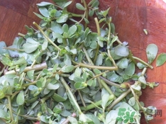 螞蟻菜是發(fā)物嗎?螞蟻菜孕婦能吃嗎? 螞蟻菜是發(fā)物嗎?螞蟻菜孕婦能吃嗎?