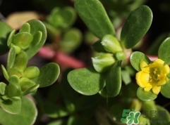 螞蟻菜是發(fā)物嗎?螞蟻菜孕婦能吃嗎? 螞蟻菜是發(fā)物嗎?螞蟻菜孕婦能吃嗎?