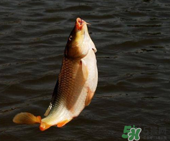 四月份可以釣鯉魚嗎？四月份怎么釣鯉魚？