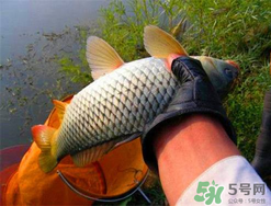 四月份可以釣鯉魚嗎？四月份怎么釣鯉魚？