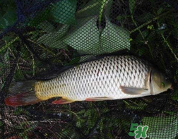 四月份可以釣鯉魚嗎？四月份怎么釣鯉魚？