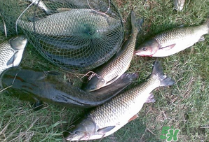 四月份能釣魚嗎？四月份釣什么魚？