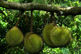 四月份有榴蓮嗎？4月份有榴蓮嗎？