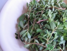 瓜子菜的營養(yǎng)價值_瓜子菜的功效與作用及食用方法