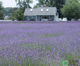 4月份有薰衣草嗎？四月份薰衣草開了嗎？