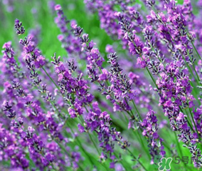 4月份有薰衣草嗎？四月份薰衣草開了嗎？