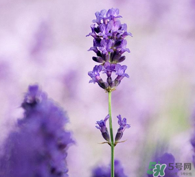 4月份有薰衣草嗎？四月份薰衣草開了嗎？