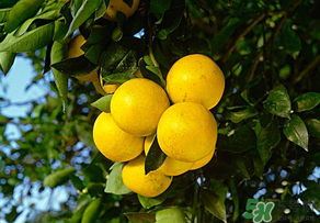 四月份有柚子嗎？四月份還能吃柚子嗎？