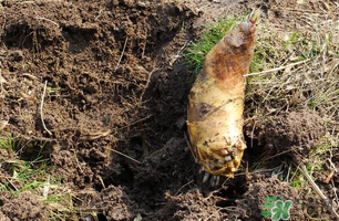 ?春筍為什么吃起來(lái)嘴澀？春筍怎么處理不會(huì)澀嘴？