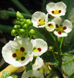 慈姑孕婦能吃嗎？孕婦能吃慈姑嗎？