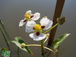 慈姑孕婦能吃嗎？孕婦能吃慈姑嗎？