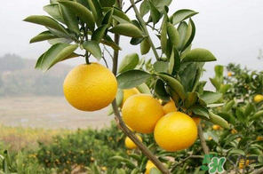 四月份有柚子嗎？四月份還能吃柚子嗎？