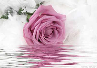 玫瑰水可以天天用嗎？玫瑰水多久用一次比較好？