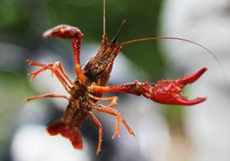 四月份能釣龍蝦嗎？4月份能釣龍蝦嗎？