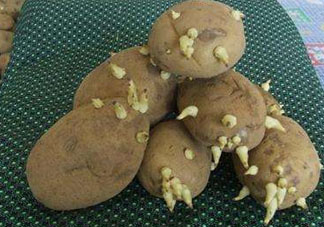 四月份可以種土豆嗎？4月份可以種土豆嗎？