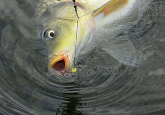 四月份可以釣鯉魚嗎？四月份怎么釣鯉魚？