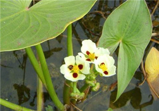 慈姑孕婦能吃嗎？孕婦能吃慈姑嗎？