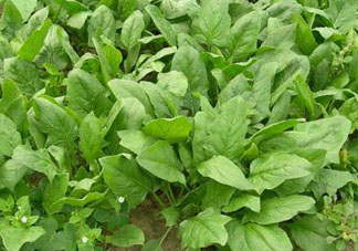 4月份可以種菠菜嗎？菠菜幾月份種？