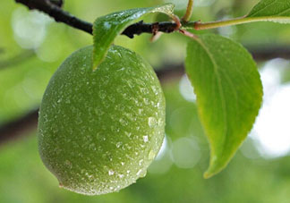 青梅什么時候成熟？青梅幾月份成熟？