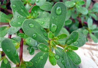 馬齒莧怎么吃好吃？馬齒莧怎么吃最好？